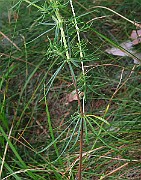 IMG_0777
