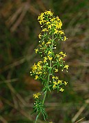 IMG_0781