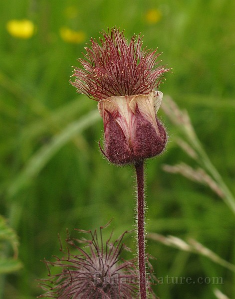 IMG_6337.jpg