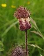 IMG_6337