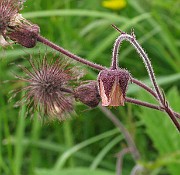 IMG_6340