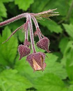 IMG_6343