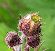 IMG_6344