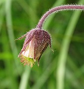 IMG_6345