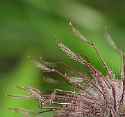 IMG_6346