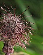 IMG_6347