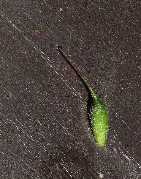 IMG_3617.JPG