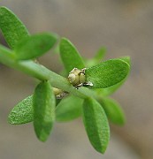 IMG_4706