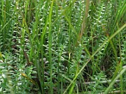 IMG_4708
