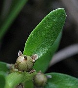 IMG_4710