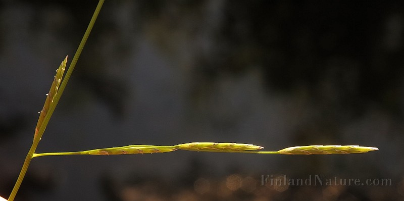 IMG_1293.JPG -                                