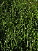 IMG_1533
