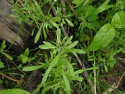 IMG_1750
