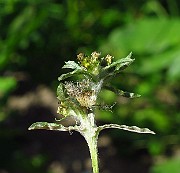 IMG_3858
