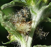 IMG_3861