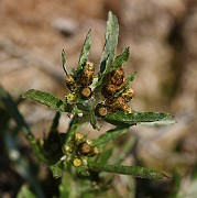 IMG_5793