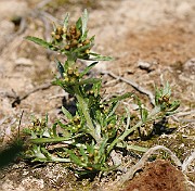 IMG_5795