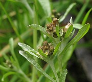 IMG_9314b