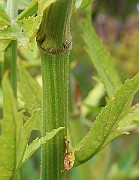 IMG_6689