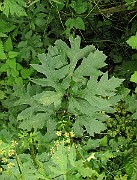 IMG_3785