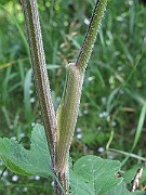IMG_7878