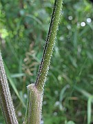 IMG_7879