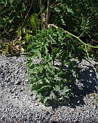 IMG_9829