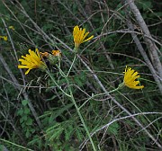IMG_5296
