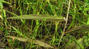 IMG_5299