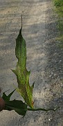 IMG_5302