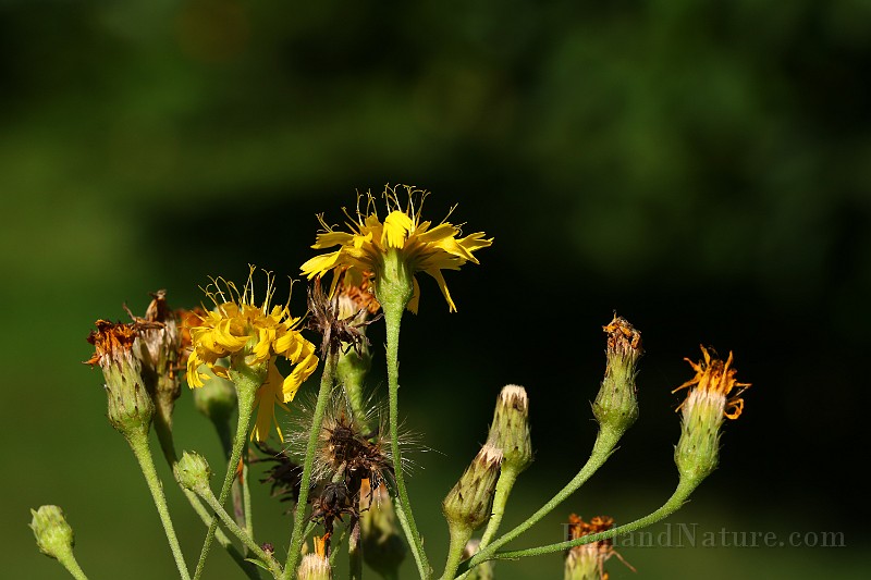 IMG_1713.JPG