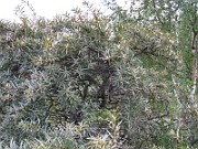 IMG_5793