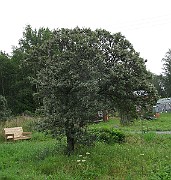 IMG_5845