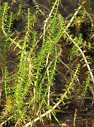 IMG_7296b