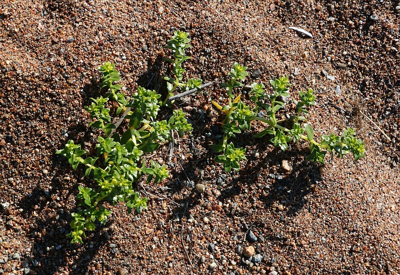 IMG_0013.JPG