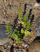 IMG_0517