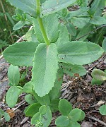 Hylotelephium telephium subsp. maxima