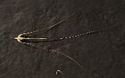IMG_9121