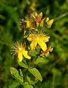 IMG_0203