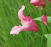 IMG_3392