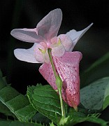IMG_3684