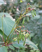 IMG_3688