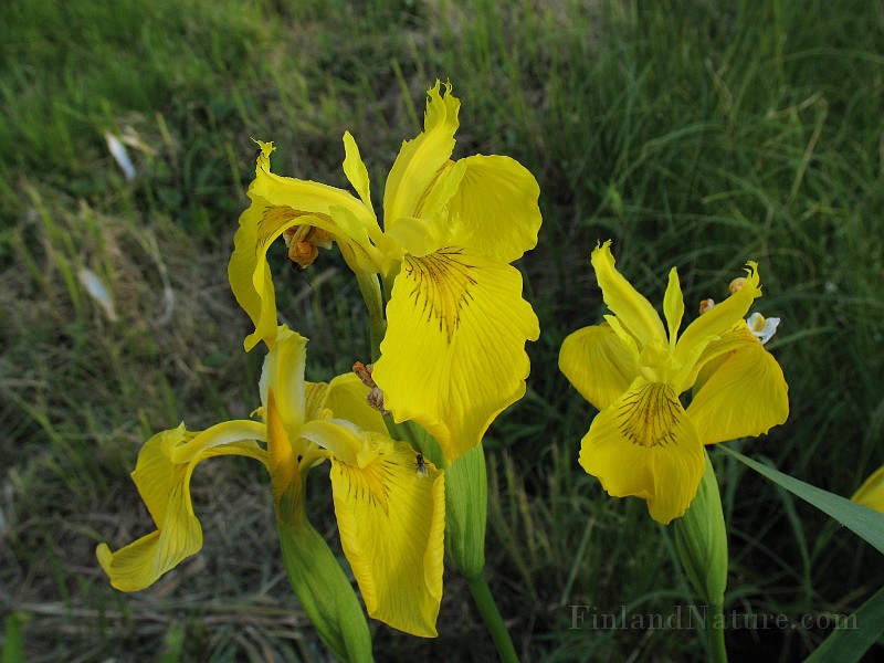 Iris_pseudacorus1.jpg