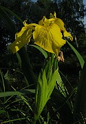 IMG_3713
