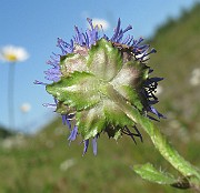 IMG_4238