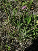 IMG_4239