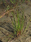 IMG_1964
