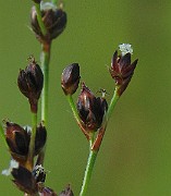 IMG_2245