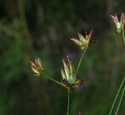 IMG_4803