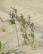 IMG_5198